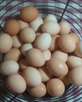 Eggs