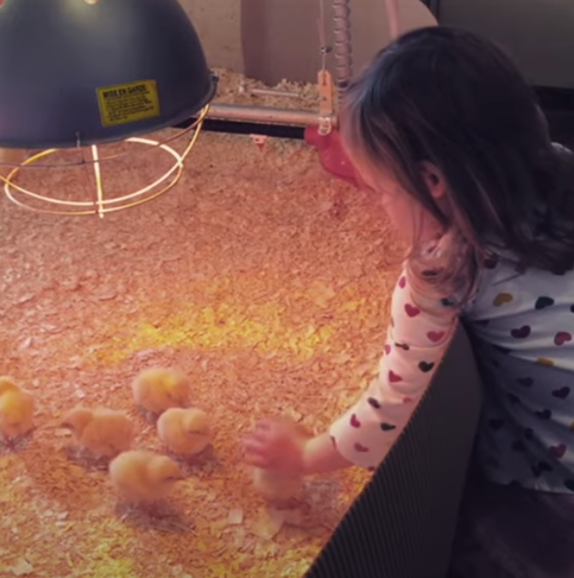 You are currently viewing Baby Chicks